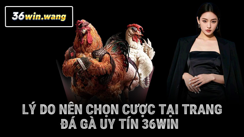 Lý do nên chọn cược tại trang đá gà uy tín 36WIN