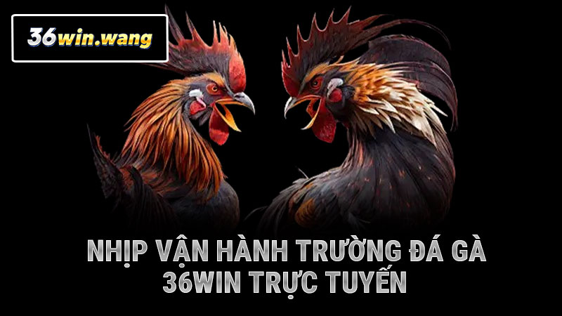 Nhịp vận hành trường đá gà 36WIN trực tuyến