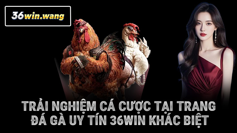Trải nghiệm cá cược tại trang đá gà uy tín 36WIN khác biệt