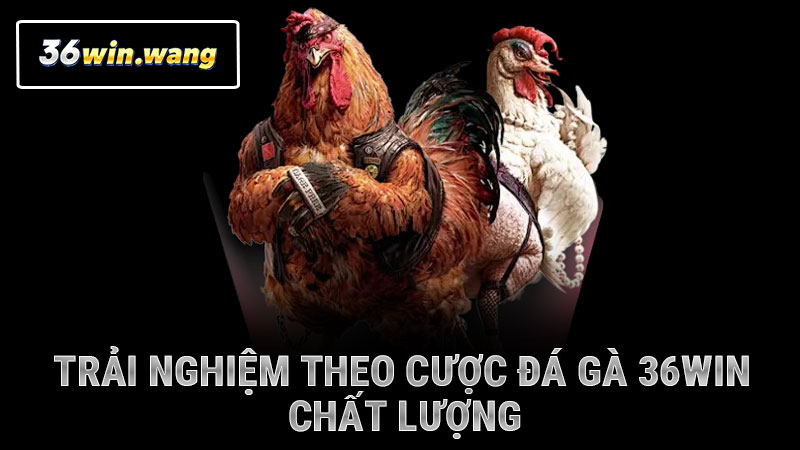 Trải nghiệm theo cược đá gà 36WIN chất lượng
